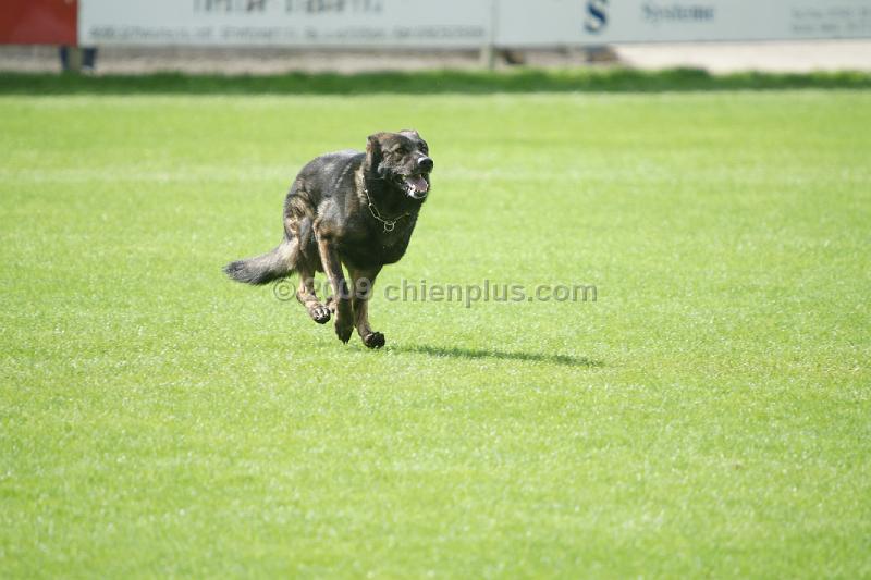 Balou von der Salztal-Hohe971.JPG